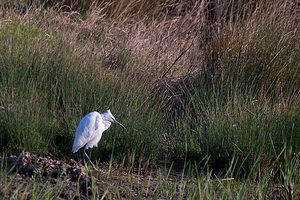 Egretta garzetta (Ardeidae)  - Aigrette garzette - Little Egret Haut-Ampurdan [Espagne] 09/04/2010