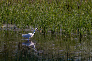 Egretta garzetta (Ardeidae)  - Aigrette garzette - Little Egret Haut-Ampurdan [Espagne] 09/04/2010