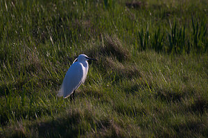 Egretta garzetta (Ardeidae)  - Aigrette garzette - Little Egret Haut-Ampurdan [Espagne] 09/04/2010