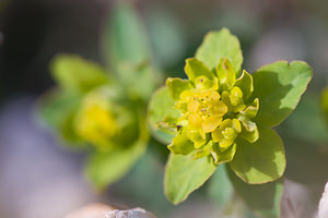 Euphorbia flavicoma (Euphorbiaceae)  - Euphorbe à tête jaune-d'or, Euphorbe à ombelles jaunes, Euphorbe à tête jaune Moianes [Espagne] 06/04/2010 - 570m