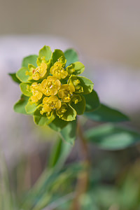 Euphorbia flavicoma (Euphorbiaceae)  - Euphorbe à tête jaune-d'or, Euphorbe à ombelles jaunes, Euphorbe à tête jaune Moianes [Espagne] 06/04/2010 - 570m