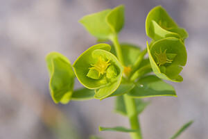 Euphorbia segetalis subsp. segetalis (Euphorbiaceae)  - Euphorbe des moissons Bas-Ampurdan [Espagne] 06/04/2010 - 50m