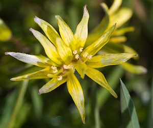 Gagea villosa (Liliaceae)  - Gagée velue, Gagée des champs Lozere [France] 04/04/2010 - 820m