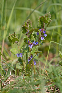 Glechoma hederacea (Lamiaceae)  - Gléchome Lierre terrestre, Lierre terrestre, Gléchome lierre - Ground-ivy Cher [France] 16/04/2010 - 230m