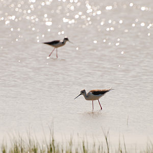 Himantopus himantopus (Recurvirostridae)  - Echasse blanche - Black-winged Stilt Haut-Ampurdan [Espagne] 09/04/2010