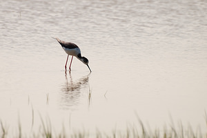 Himantopus himantopus (Recurvirostridae)  - Echasse blanche - Black-winged Stilt Haut-Ampurdan [Espagne] 09/04/2010