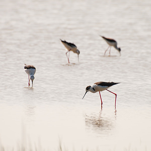 Himantopus himantopus (Recurvirostridae)  - Echasse blanche - Black-winged Stilt Haut-Ampurdan [Espagne] 09/04/2010