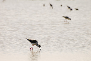 Himantopus himantopus (Recurvirostridae)  - Echasse blanche - Black-winged Stilt Haut-Ampurdan [Espagne] 09/04/2010