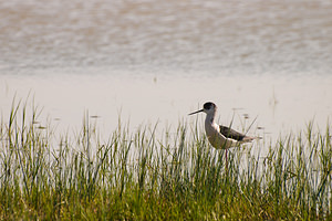 Himantopus himantopus (Recurvirostridae)  - Echasse blanche - Black-winged Stilt Haut-Ampurdan [Espagne] 09/04/2010