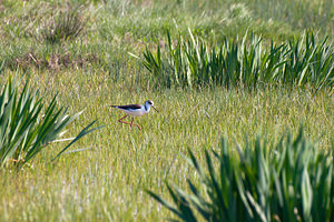 Himantopus himantopus (Recurvirostridae)  - Echasse blanche - Black-winged Stilt Haut-Ampurdan [Espagne] 09/04/2010