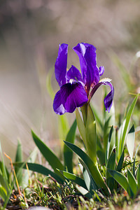Iris lutescens (Iridaceae)  - Iris jaunissant, Iris jaunâtre, Iris nain Bas-Ampurdan [Espagne] 05/04/2010 - 120m