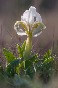 Iris lutescens (Iridaceae)  - Iris jaunissant, Iris jaunâtre, Iris nain Bas-Ampurdan [Espagne] 06/04/2010 - 90m