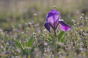 Iris lutescens (Iridaceae)  - Iris jaunissant, Iris jaunâtre, Iris nain Bas-Ampurdan [Espagne] 09/04/2010 - 10m