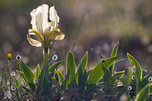 Iris lutescens (Iridaceae)  - Iris jaunissant, Iris jaunâtre, Iris nain Bas-Ampurdan [Espagne] 09/04/2010 - 20m