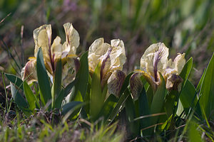 Iris lutescens (Iridaceae)  - Iris jaunissant, Iris jaunâtre, Iris nain Bas-Ampurdan [Espagne] 09/04/2010 - 10m
