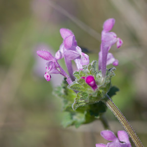 Lamium amplexicaule (Lamiaceae)  - Lamier embrassant - Henbit Dead-nettle Pyrenees-Orientales [France] 05/04/2010 - 30m