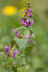 Lamium maculatum (Lamiaceae)  - Lamier maculé, Lamier à feuilles panachées - Spotted Dead-nettle Cher [France] 16/04/2010 - 230m