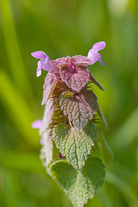 Lamium purpureum (Lamiaceae)  - Lamier pourpre, Ortie rouge - Red Dead-nettle Cher [France] 16/04/2010 - 230m