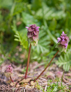 Lamium purpureum (Lamiaceae)  - Lamier pourpre, Ortie rouge - Red Dead-nettle Cher [France] 16/04/2010 - 230m