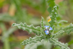 Lycopsis arvensis (Boraginaceae)  - Lycopside des champs, Lycopsis des champs, Buglosse des champs - Bugloss Bas-Ampurdan [Espagne] 08/04/2010