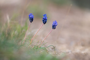 Muscari botryoides (Asparagaceae)  - Muscari fausse botryde, Muscari faux botrys, Muscari botryoïde, Muscari en grappe - Compact Grape-hyacinth Aude [France] 11/04/2010 - 30m