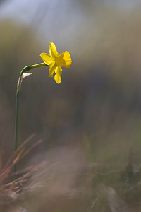 Narcissus assoanus (Amaryllidaceae)  - Narcisse d'Asso, Narcisse à feuilles de jonc, Narcisse de Requien Bas-Ampurdan [Espagne] 05/04/2010 - 100m