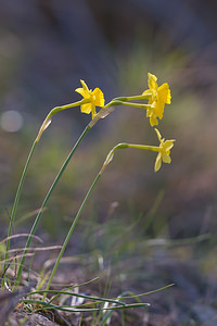 Narcissus assoanus (Amaryllidaceae)  - Narcisse d'Asso, Narcisse à feuilles de jonc, Narcisse de Requien Bas-Ampurdan [Espagne] 05/04/2010 - 100m