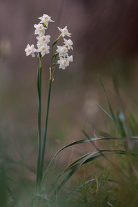 Narcissus dubius (Amaryllidaceae)  - Narcisse douteux Aude [France] 10/04/2010 - 30m