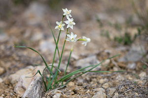 Narcissus dubius (Amaryllidaceae)  - Narcisse douteux Aude [France] 11/04/2010 - 60m