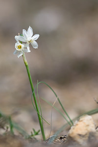 Narcissus dubius (Amaryllidaceae)  - Narcisse douteux Aude [France] 11/04/2010 - 70m