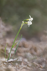 Narcissus dubius (Amaryllidaceae)  - Narcisse douteux Aude [France] 11/04/2010 - 70m