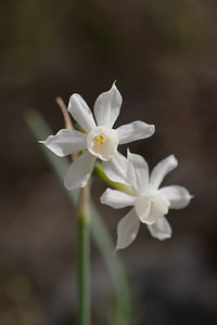 Narcissus dubius (Amaryllidaceae)  - Narcisse douteux Aude [France] 11/04/2010 - 70m