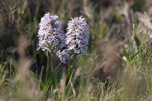 Neotinea conica (Orchidaceae)  - Néotinée conique, Orchis conique Haut-Ampurdan [Espagne] 05/04/2010 - 20m