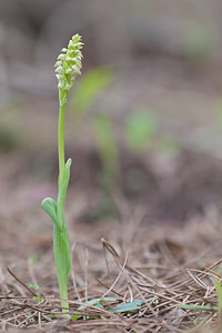 Neotinea maculata (Orchidaceae)  - Néotinée maculée, Orchis maculé - Dense-flowered Orchid Bas-Ampurdan [Espagne] 08/04/2010 - 80m