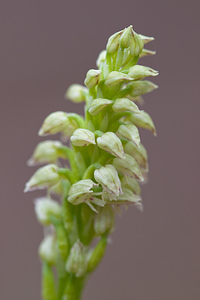 Neotinea maculata (Orchidaceae)  - Néotinée maculée, Orchis maculé - Dense-flowered Orchid Bas-Ampurdan [Espagne] 08/04/2010 - 80m