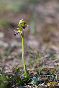 Ophrys dyris (Orchidaceae)  Moianes [Espagne] 06/04/2010 - 560m