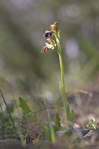 Ophrys dyris (Orchidaceae)  Moianes [Espagne] 06/04/2010 - 570m