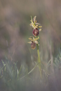 Ophrys exaltata (Orchidaceae)  - Ophrys exalté Pyrenees-Orientales [France] 05/04/2010 - 30m