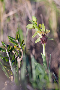 Ophrys exaltata (Orchidaceae)  - Ophrys exalté Pyrenees-Orientales [France] 05/04/2010 - 30m