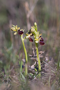 Ophrys exaltata (Orchidaceae)  - Ophrys exalté Pyrenees-Orientales [France] 05/04/2010 - 40m