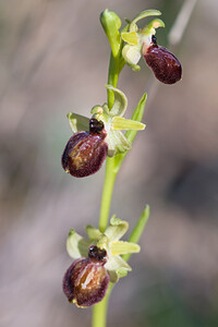 Ophrys exaltata (Orchidaceae)  - Ophrys exalté Haut-Ampurdan [Espagne] 05/04/2010 - 10m