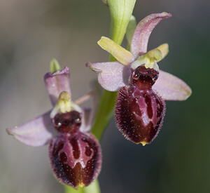 Ophrys exaltata (Orchidaceae)  - Ophrys exalté Haut-Ampurdan [Espagne] 05/04/2010 - 10m