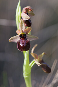 Ophrys exaltata (Orchidaceae)  - Ophrys exalté Haut-Ampurdan [Espagne] 05/04/2010 - 10m