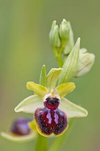 Ophrys exaltata (Orchidaceae)  - Ophrys exalté Bas-Ampurdan [Espagne] 08/04/2010