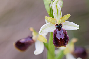 Ophrys exaltata (Orchidaceae)  - Ophrys exalté Bas-Ampurdan [Espagne] 08/04/2010