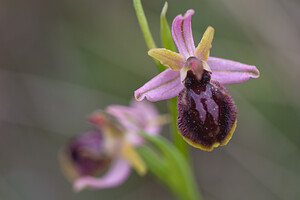 Ophrys exaltata (Orchidaceae)  - Ophrys exalté Bas-Ampurdan [Espagne] 08/04/2010