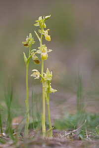 Ophrys exaltata (Orchidaceae)  - Ophrys exalté Bas-Ampurdan [Espagne] 08/04/2010 - 20m