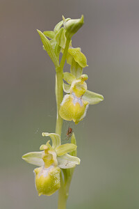 Ophrys exaltata (Orchidaceae)  - Ophrys exalté Bas-Ampurdan [Espagne] 08/04/2010 - 20m