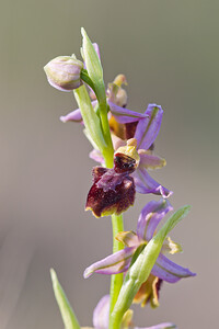 Ophrys exaltata (Orchidaceae)  - Ophrys exalté Bas-Ampurdan [Espagne] 09/04/2010 - 20m