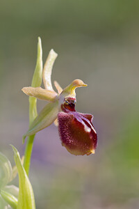 Ophrys exaltata (Orchidaceae)  - Ophrys exalté Bas-Ampurdan [Espagne] 09/04/2010 - 20m